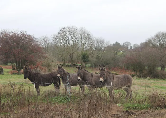 Le Marronnier - - 10 Personnes - A La Campagne A 3 Kms Du Centre-ville Сasa de vacaciones *